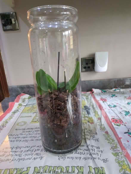 Photo of free 2 Spider Plants, 2 Orchids (Hatch Warren RG22) #2