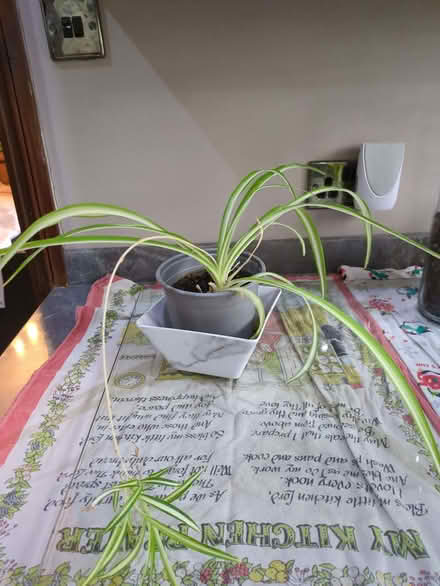 Photo of free 2 Spider Plants, 2 Orchids (Hatch Warren RG22) #3