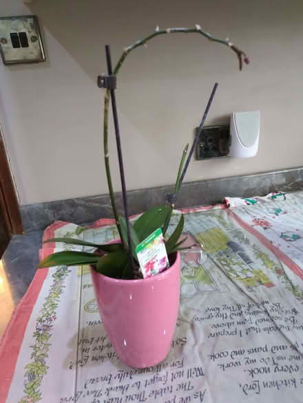 Photo of free 2 Spider Plants, 2 Orchids (Hatch Warren RG22) #1