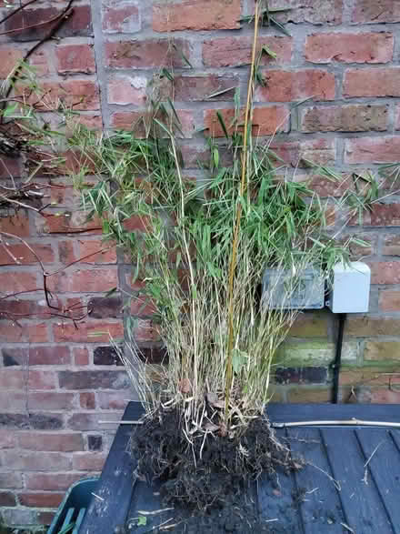 Photo of free Clump of bamboo (Cherry Orchard) #1