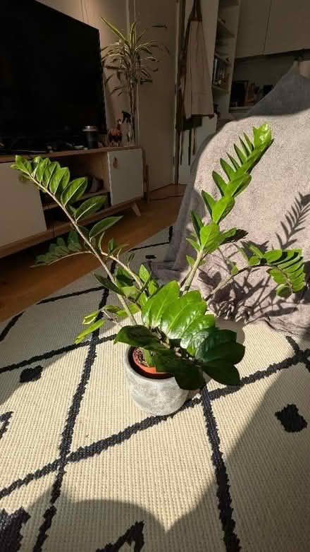 Photo of free ZZ Plant - Zamioculcas Zamiifolia (Finsbury Park N7) #2