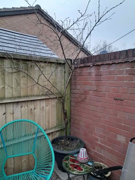 Photo of free Plum tree (Westbury SY5) #1