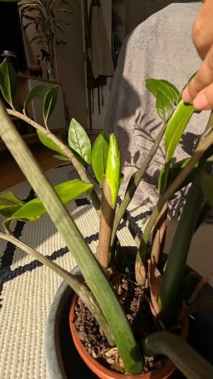 Photo of free ZZ Plant - Zamioculcas Zamiifolia (Finsbury Park N7) #3