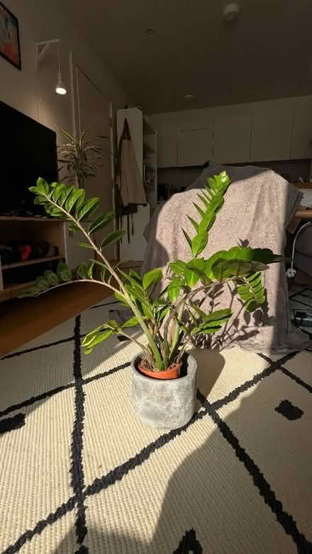 Photo of free ZZ Plant - Zamioculcas Zamiifolia (Finsbury Park N7) #1