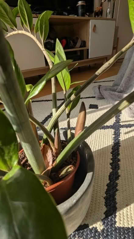 Photo of free ZZ Plant - Zamioculcas Zamiifolia (Finsbury Park N7) #4