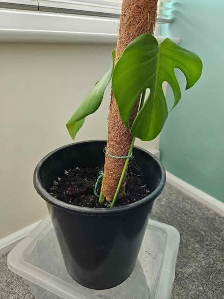 Photo of free Swiss Cheese Plant (Bexhill TN39) #3