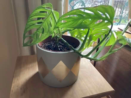 Photo of free 'Monkey Mask' house plant (City Centre NR3) #2