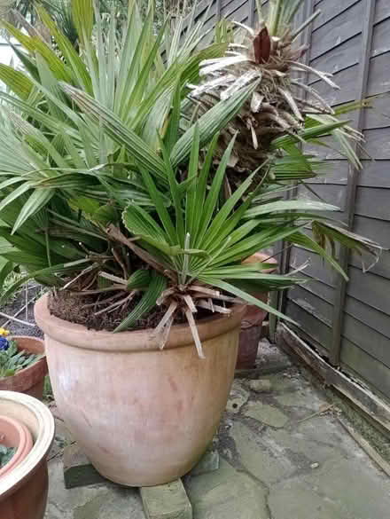 Photo of free Very big pot with plant (Pagham PO21) #3