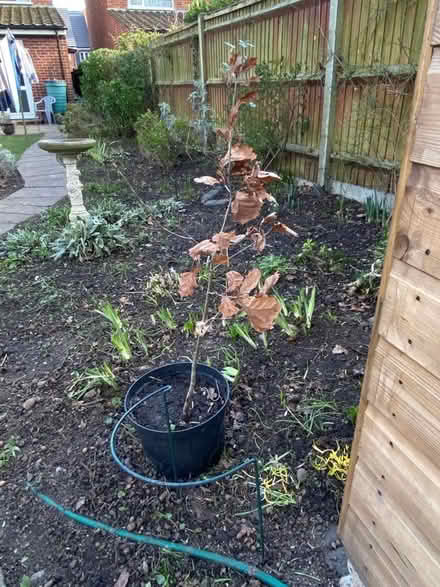 Photo of free Oak sapling (Swanley BR8) #1