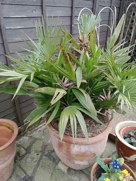 Photo of free Very big pot with plant (Pagham PO21) #1