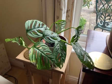 Photo of free 'Monkey Mask' house plant (City Centre NR3) #1