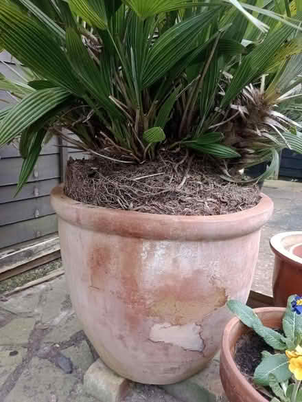 Photo of free Very big pot with plant (Pagham PO21) #2