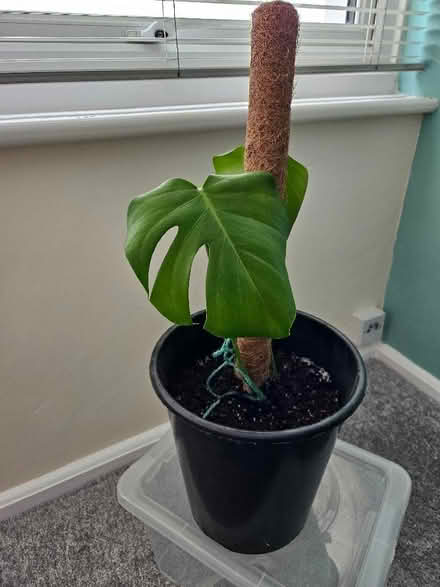 Photo of free Swiss Cheese Plant (Bexhill TN39) #1