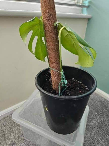 Photo of free Swiss Cheese Plant (Bexhill TN39) #2