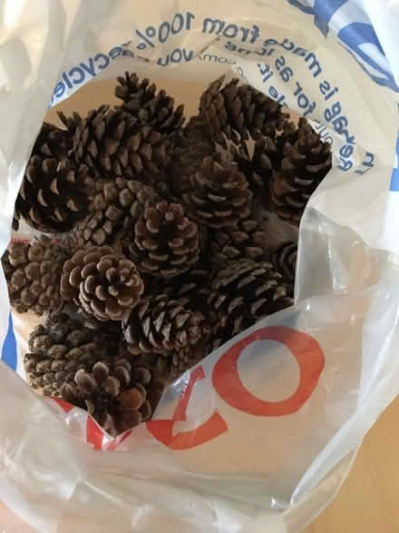 Photo of free Pine cones (Marlow Bottom SL7) #1