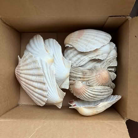 Photo of free 16 x scallop shells (Hornsey N8) #1