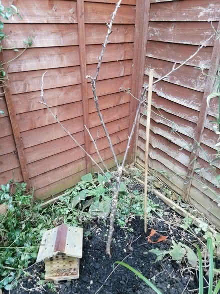 Photo of free Dwarf cherry tree (Littleport CB6) #1