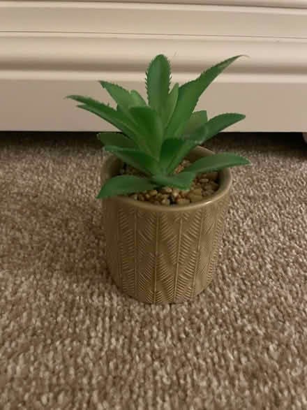 Photo of free Small faux succulent (Appleton) #1