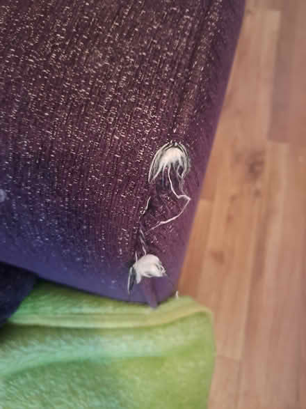 Photo of free Matching couch and snuggler (Drumcondra) #3