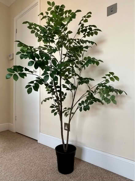 Photo of free Ikea artificial plant (Black Dam RG21) #1