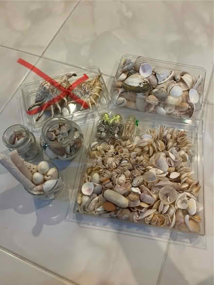 Photo of free Shells (Choa Chu Kang North 5) #1