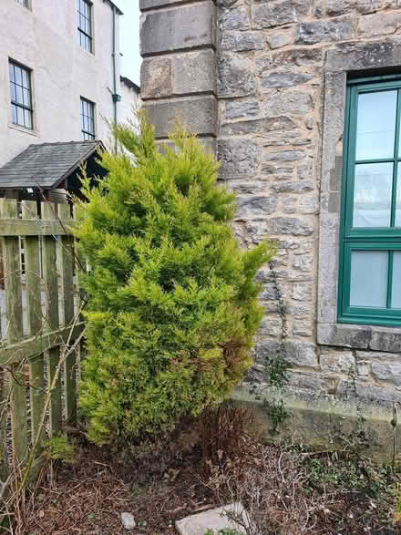 Photo of free fern plant laylandi type (Cockermouth CA13) #2