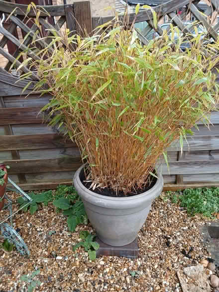 Photo of free Plant (Barlestone CV13) #1