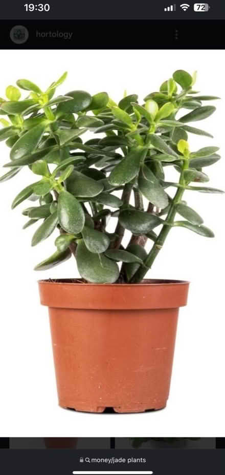 Photo of Money/Jade Plant (CT2) #1