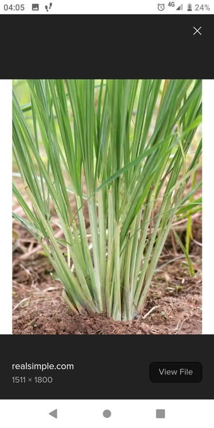 Photo of Lemongrass (The Ashes B69) #1