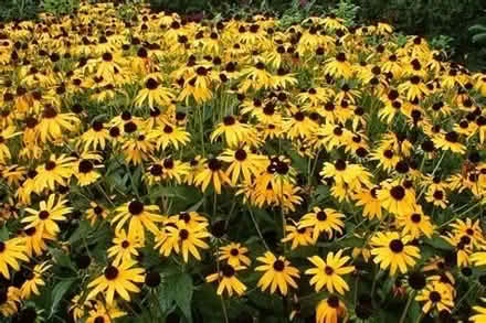 Photo of free Rudbeckia plants (St Martins SY10) #1