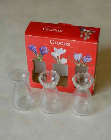 Photo of free Crocus vase growing gift (Parsons Green SW6) #1