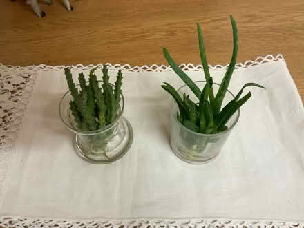 Photo of free Baby plants (Hadleigh SS7) #1