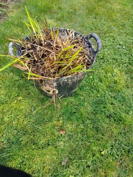 Photo of free Montbretia bulbs (Stockwood, Bristol) #1