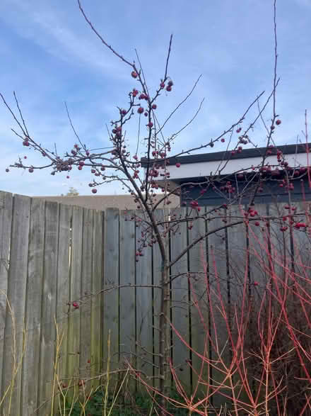Photo of free Crab apple tree (Diss IP22) #1