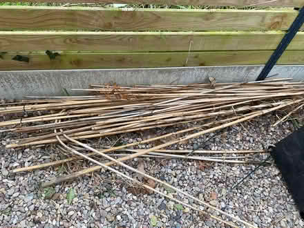 Photo of free Bean canes etc (Shrewsbury) #1