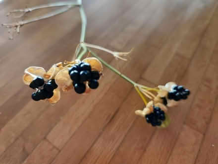 Photo of free Seeds for blackberry lily plant (Palm Harbor 34683 CR1 Tpa Rd) #2