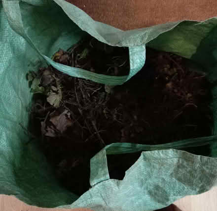 Photo of free Strawberry plants (Odd Down BA2) #1