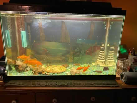 Photo of free Fish tank with 4 goldfish (East side of Columbia) #1