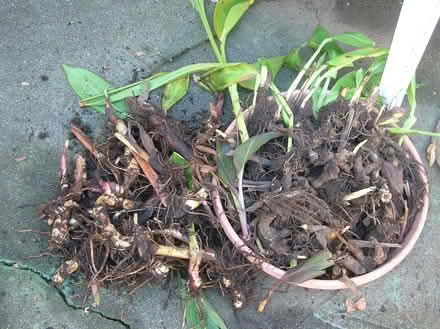 Photo of free gardener's : canna bulbs (san rafael/santa venetia) #1