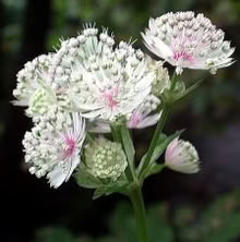 Photo of free Astrantia plants (Odd Down) #1