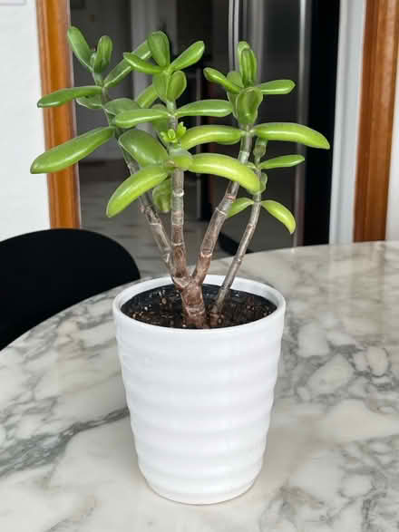 Photo of free Jade plant (Greenwood, seattle) #1