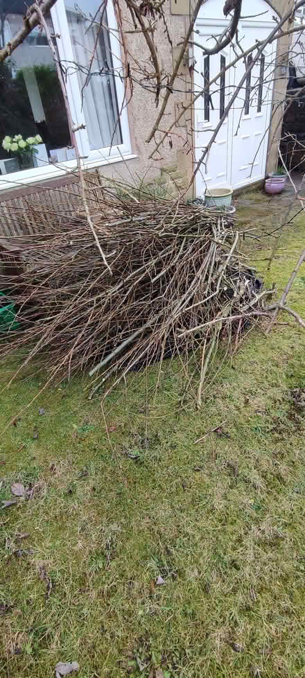 Photo of free willow rods / whips (Northowram HX3) #1