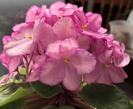 Photo of African Violet Leaf Cuttings (Petaluma) #1