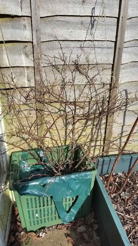 Photo of free Gooseberry bush (Slinfold RH13) #1