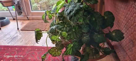 Photo of free Unrooted Begonia houseplant cutting (Northfield B31) #2