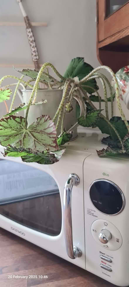 Photo of free Unrooted Begonia houseplant cutting (Northfield B31) #1