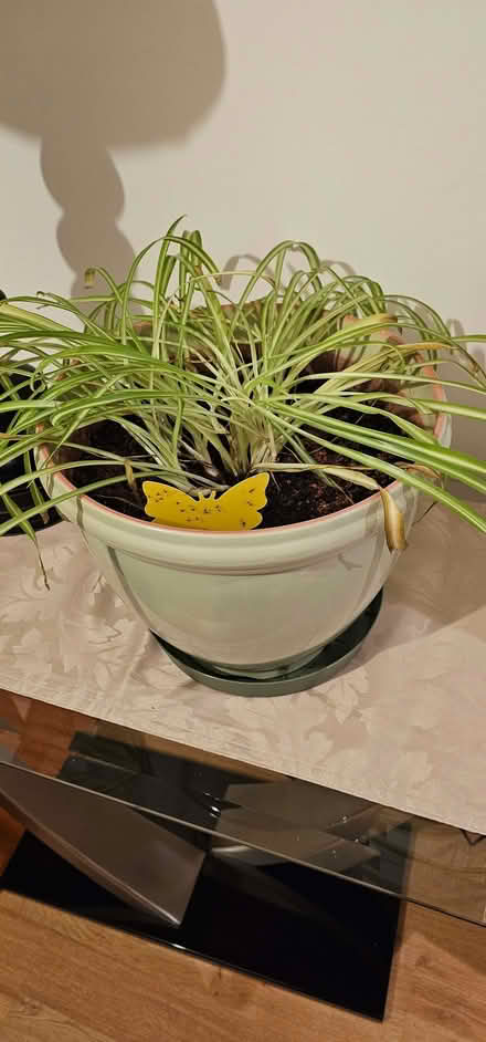 Photo of free House Plants (Beswick M11) #2