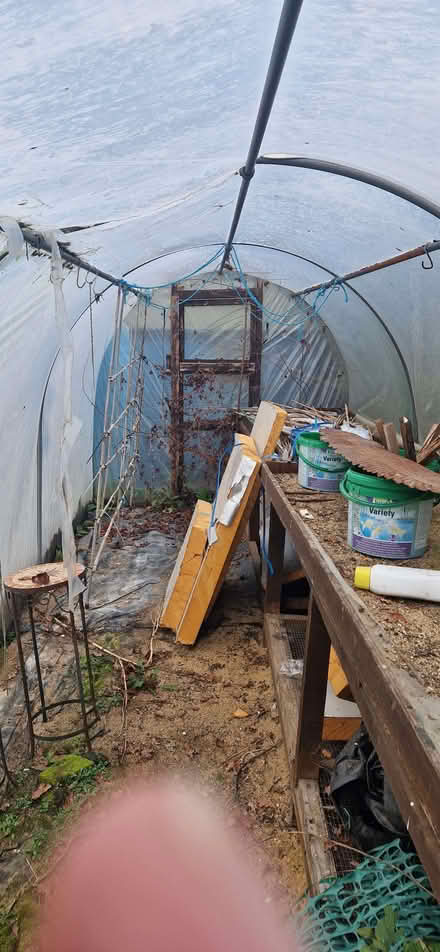 Photo of free Poly tunnel (White Colne CO6) #3