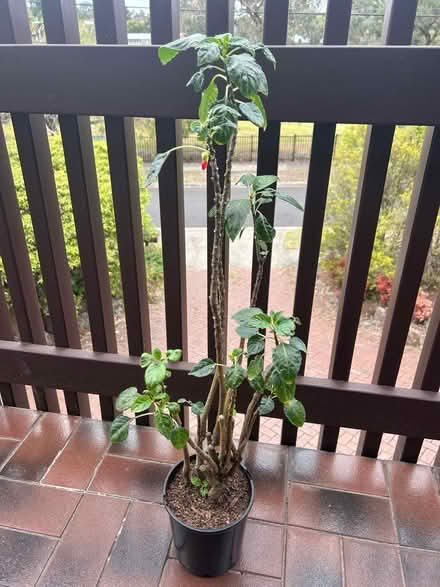 Photo of free Mature Parrot Impatiens Plant 🪴 (Mount Waverley) #2