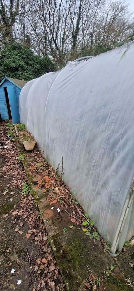 Photo of free Poly tunnel (White Colne CO6) #1